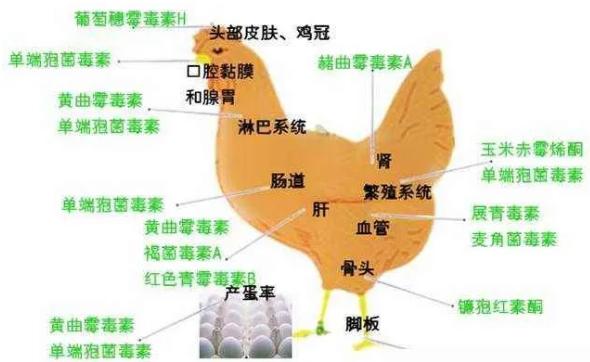 鸡病根源,鸡病难题
