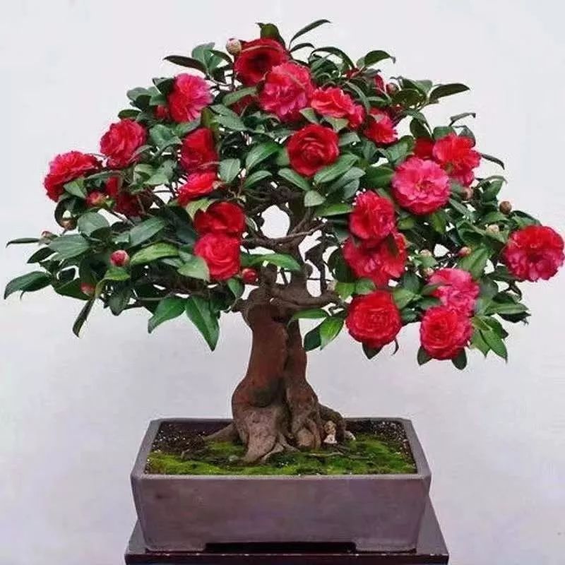 养花公认最美4种花满屋飘香,公认最好养的五种花