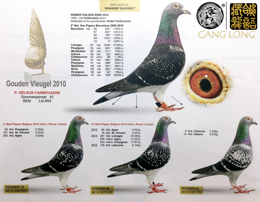 赛鸽种鸽育种应遵循四大原则,赛鸽育种四种原则