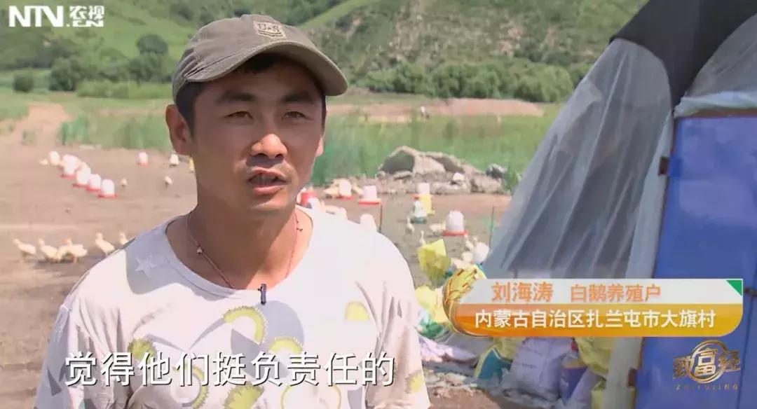 农村常见的鹅卖到230元/只,只用了2招