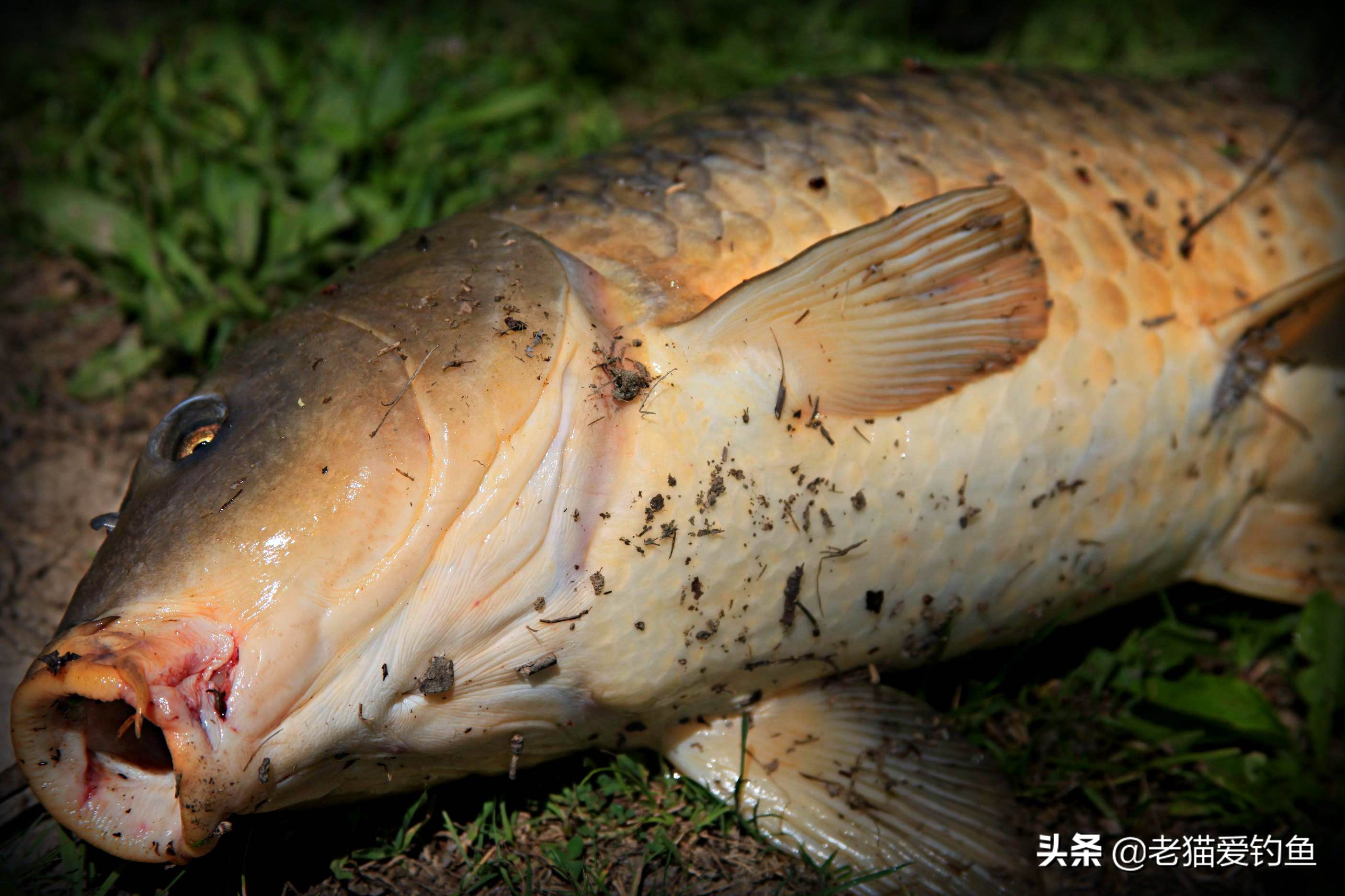 如何用自动钓鱼器来钓家里的老鼠,用老鼠钓鱼的技巧