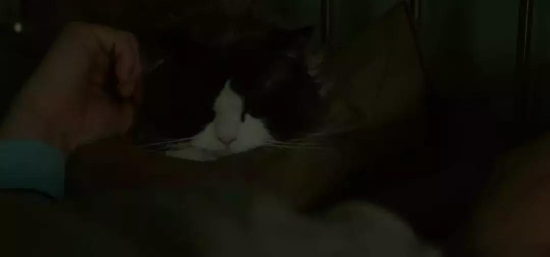 你知道猫咪的一天是如何度过的吗,主人不在家猫咪为什么一直在睡觉