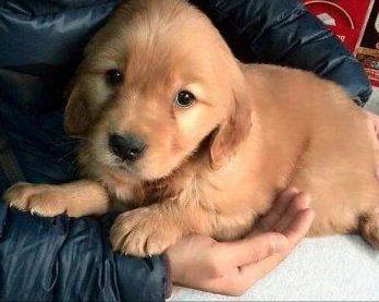 金毛正确喂养,金毛喂养的6大原则