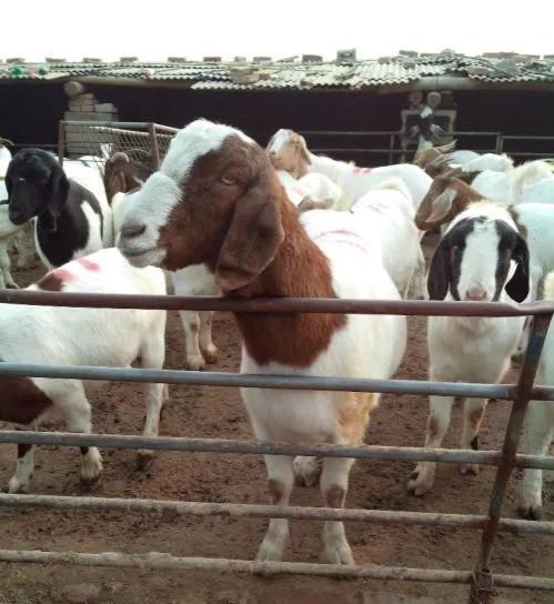 养羊养1000只羊一年能挣多少钱,养羊怎样利润最大