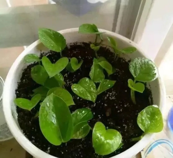 绿萝晒伤怎么补救最快,绿萝被晒伤的表现是什么怎么补救