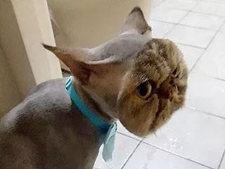 当猫咪剃了毛之后,春天猫咪剃了毛一直发抖