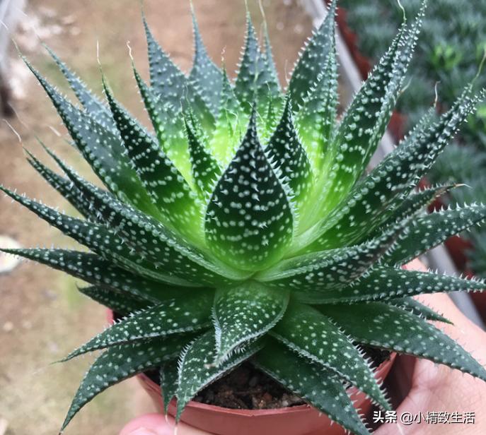 除甲醛的绿植和花卉,除甲醛绿植第一名又好养