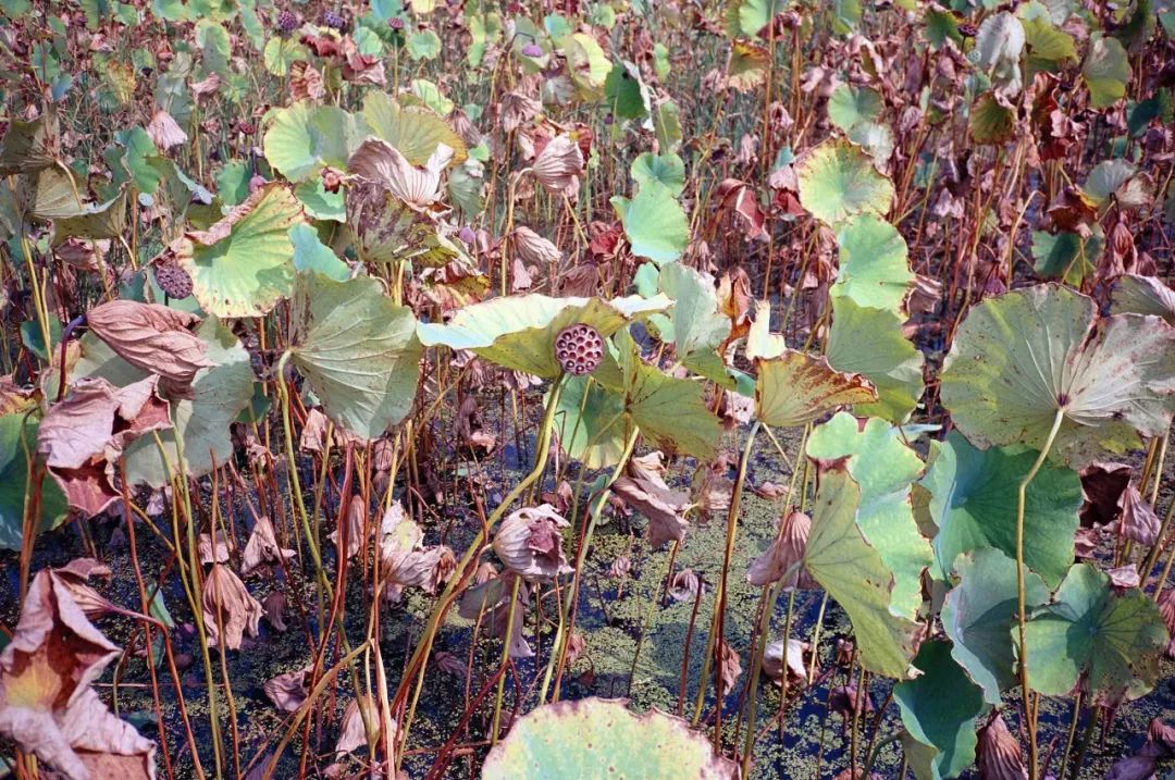 太格有物怎么样,太格有物