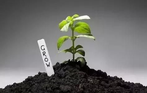 鸡粪羊粪牛粪猪粪哪个有机肥最好,鸡粪牛粪猪粪羊粪到底哪个效果好