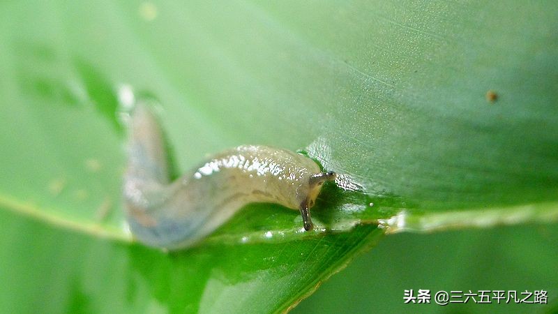 菜园蜗牛和鼻涕虫最好消灭方法,楼顶菜园鼻涕虫怎么彻底消灭