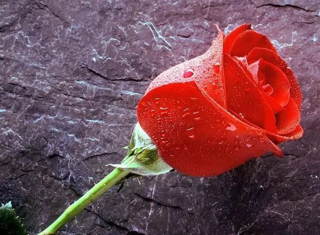 红颜知己和蓝颜知己的爱情,何为红颜知己和蓝颜知己