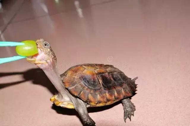 有一种龟为什么叫锯缘龟,锯缘龟八角灵龟