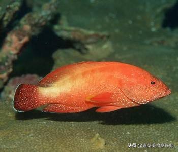 名贵海鲜干货有哪些品种,名贵海鲜水产品种类