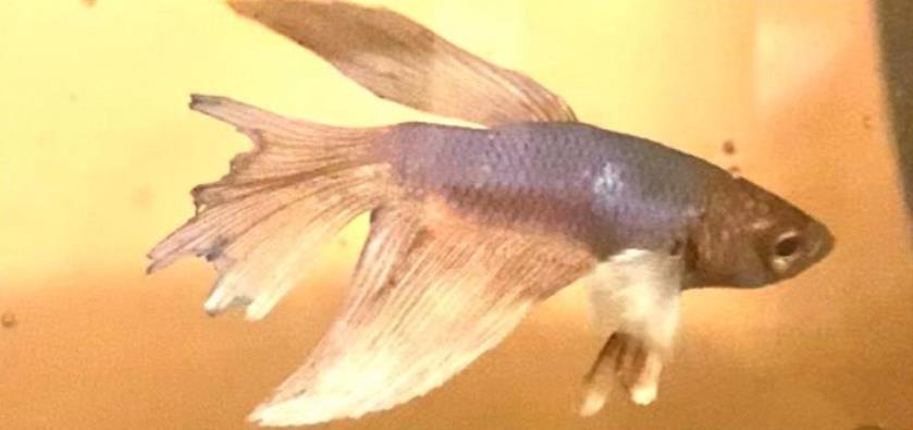 外国女子救下崩溃男子,外国女生救斗鱼