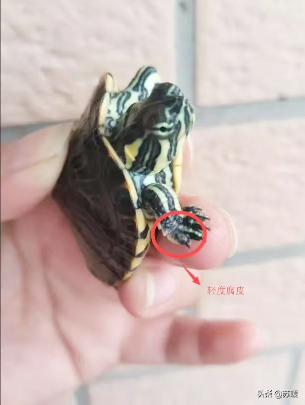 百多邦能治疗乌龟腐皮吗,阿莫西林治疗乌龟腐皮
