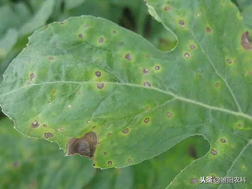 黑斑病和叶枯病用什么药,黑斑病掉叶后怎么处理