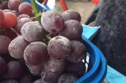 清洗葡萄的正确方法青葡萄,清洗葡萄的正确做法