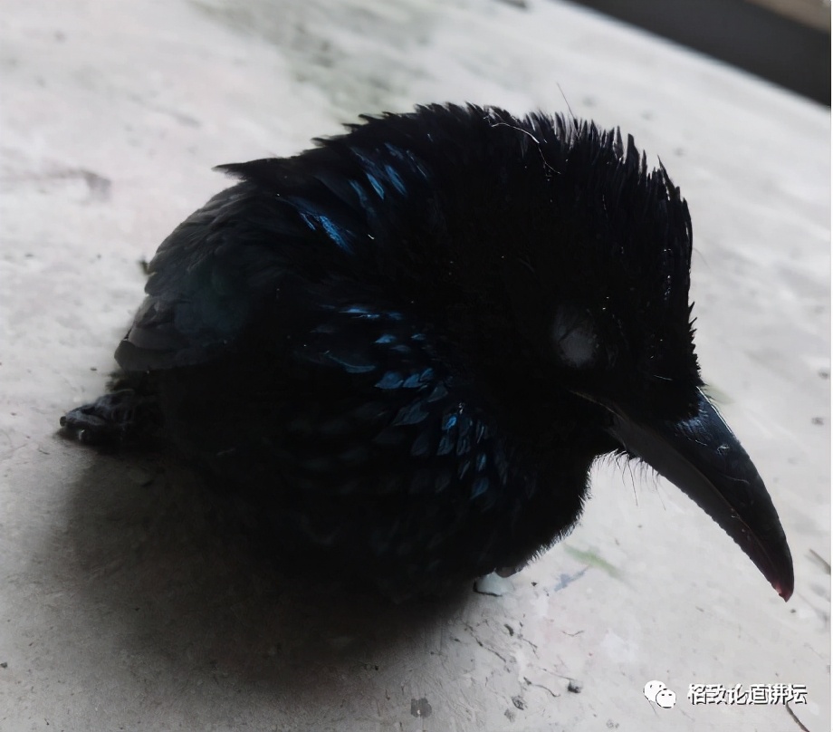 捡到受伤的鸟是好事吗,捡到受伤的鸟联系哪个部门救助