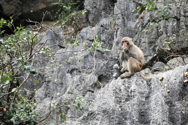 这里虽然风景如画人们生活的却很凄惨没日没夜的追着大船讨生活