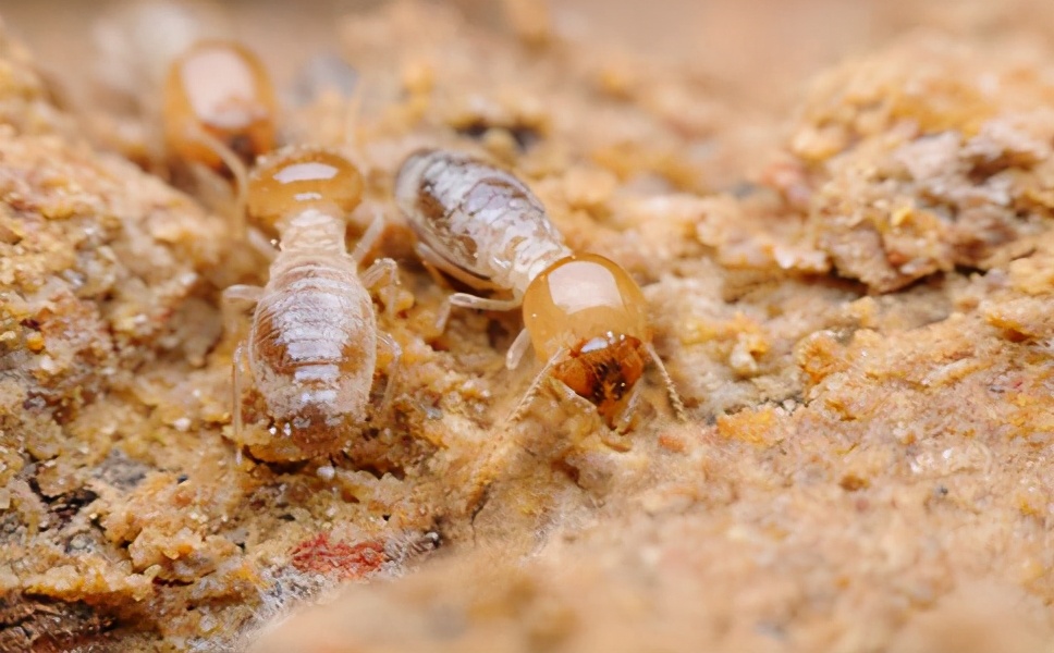 广州上门白蚁防治哪家便宜,广州白蚁防治上门公司