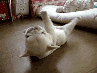 狗狗腹泻的4个预防方法是什么,狗狗腹泻便不成形状