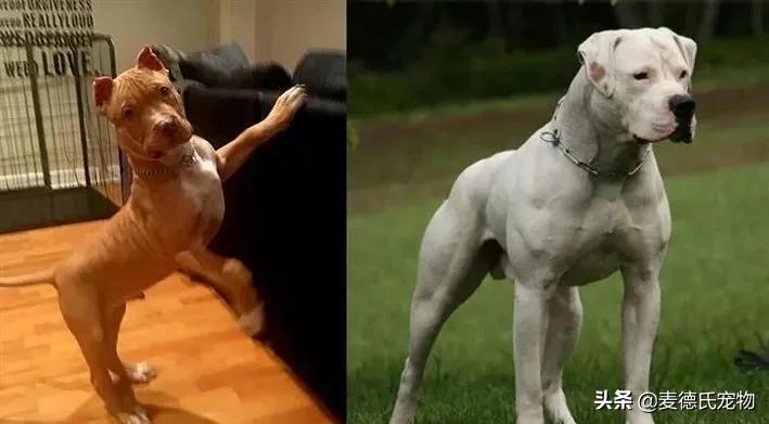 如何让狗子变得更听话,怎么让狗子越来越听话