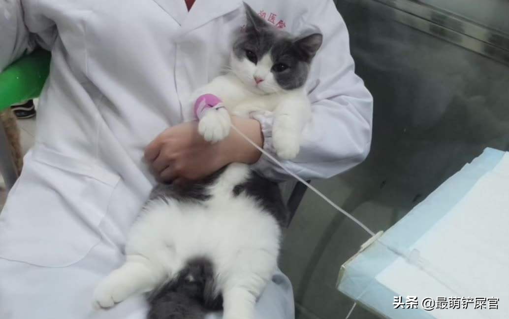 猫咪感觉鼻子不通气要不要吃药,猫咪鼻子有问题会出现什么症状