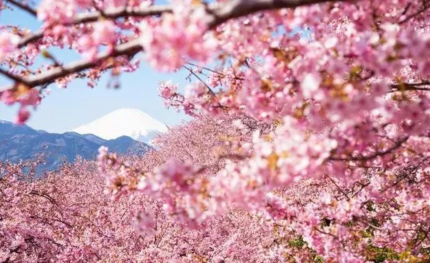 包租回购是什么套路,包租回购