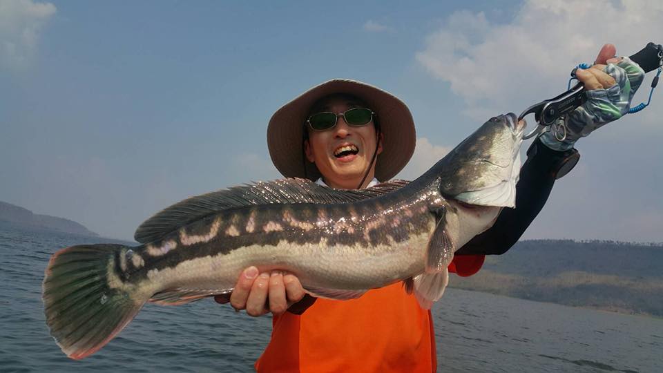 狮子鱼为何在美国泛滥成灾,蛇头鱼在中国为什么不泛滥