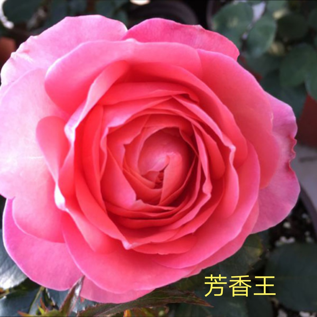 阳台系列月季品种大全,微型月季藤本月季