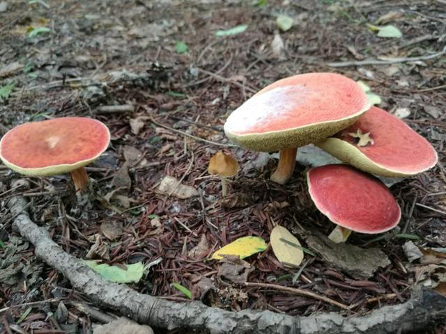 日照文旅,日照旅游攻略