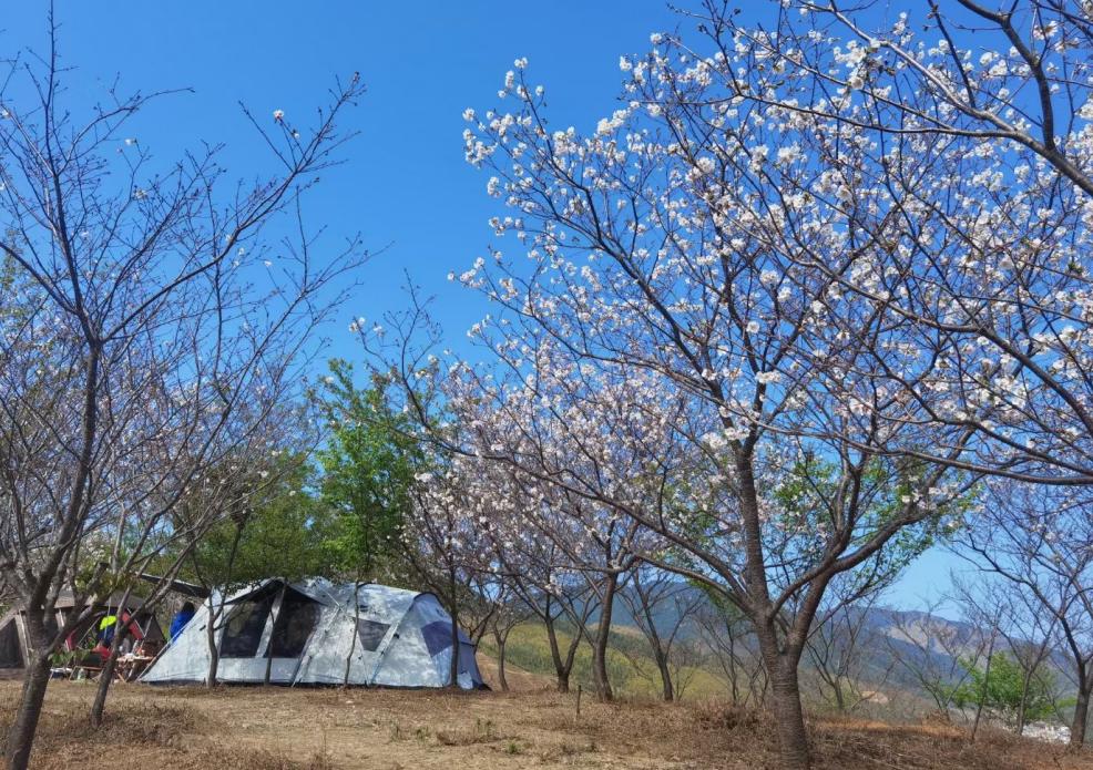 广东看樱花旅游景点推荐,广东樱花打卡景点