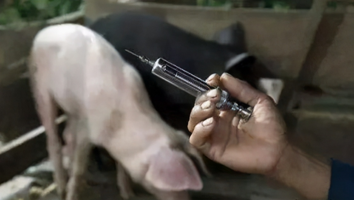 母猪清宫后还有炎症怎么办,母猪清宫的正确方法和时间