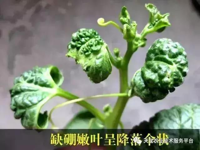 西瓜小叶病西瓜叶片卷曲原因,西瓜龙头皱缩什么原因