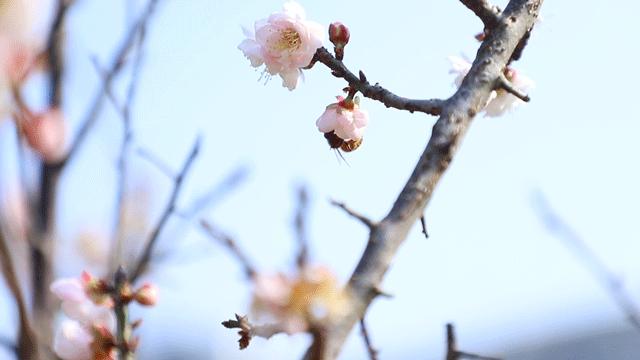 深圳隐秘风景,深圳粉色花海视频