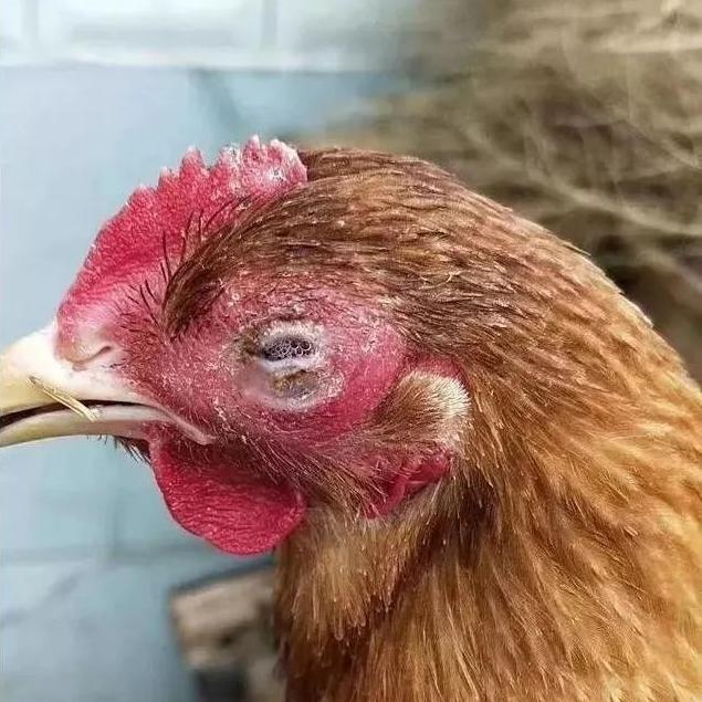 鸡眼睛红肿睁不开是什么原因,鸡眼睛肿胀呼吸困难是什么病
