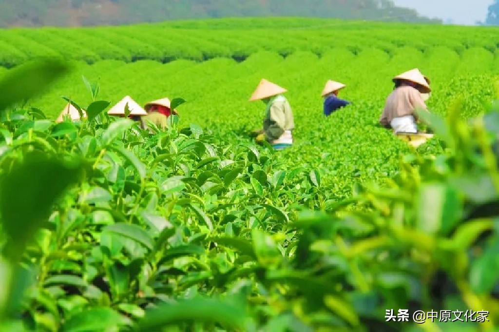 娓呮槑璋烽洦澶忚嚦灏忔弧,娓呮槑璋烽洦绔嬪灏忔弧