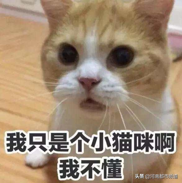 有人竟花1万给猫拉了双眼皮！网友炸锅：考虑过猫的感受吗？