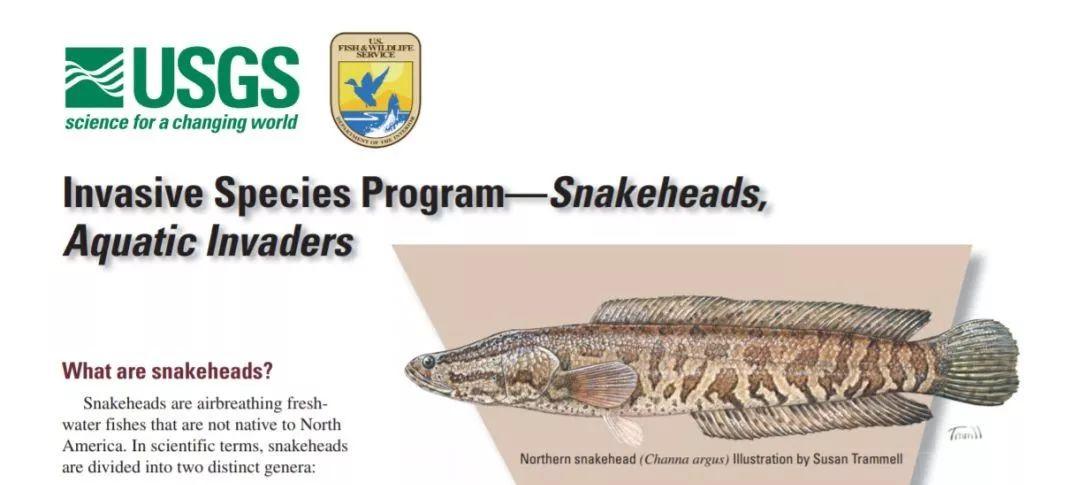 跟黑鱼一样淡水鱼品种大全,淡水鱼乌鳢鱼图片