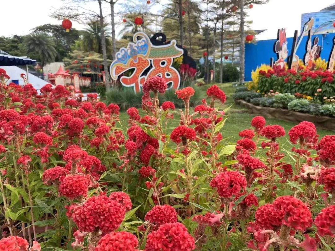 疫情期间去埃及旅游的亲历,疫情期间从深圳直飞洛杉矶体验