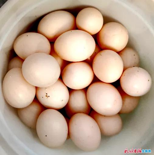 甘肃省积石山县：“小鸽子”衔来致富金钥匙