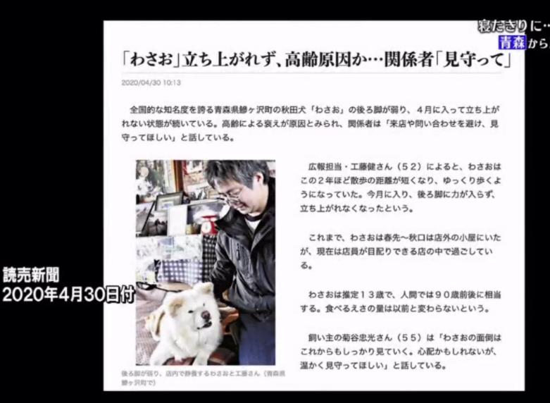 日本网红狗狗去世,日本狗死了