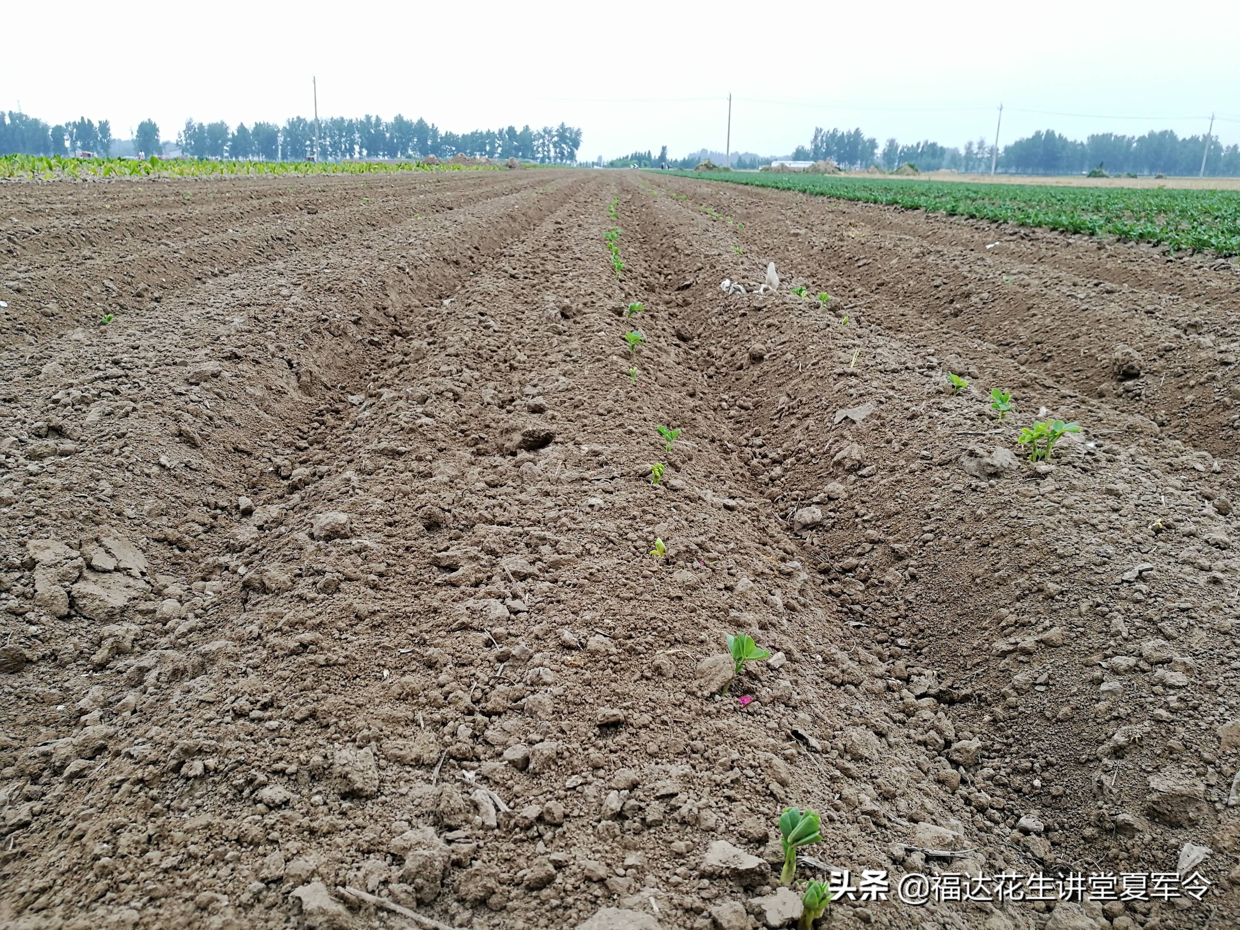 如何确保花生一播全苗,花生种植实行全程技术指导服务