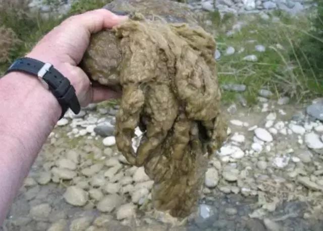 只因带了这些东西，被罚！看完后，澳洲留学生笑了