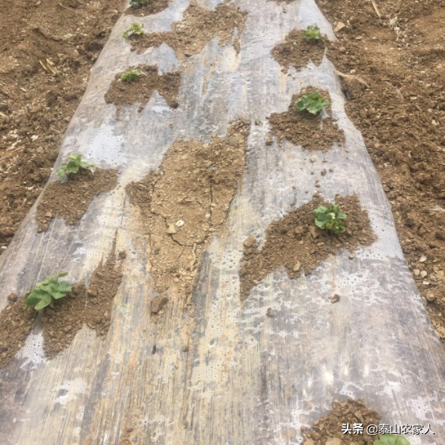 机械化棉花移栽器补苗方法,棉花出苗总不好是什么原因