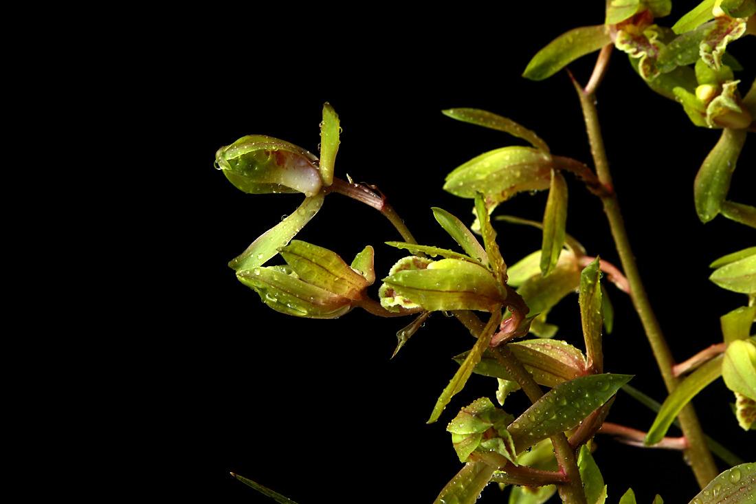 蕙兰怎么挽救最好,大花蕙兰买回第二年怎么养开花