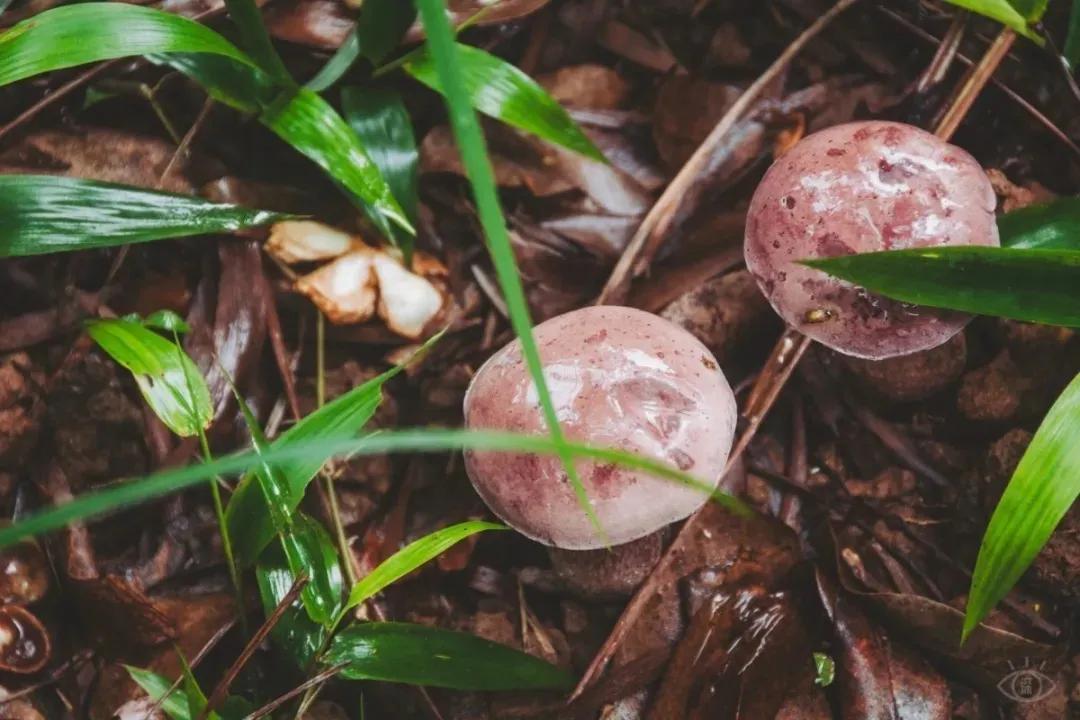 深圳值得去的地标,深圳值得去的景点排行榜