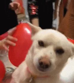 主人在背后吓唬狗子,主人在后面吓狗狗