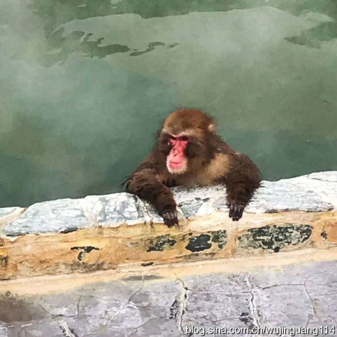 日本猴子冬天泡温泉原因,日本雪里泡温泉的猴子