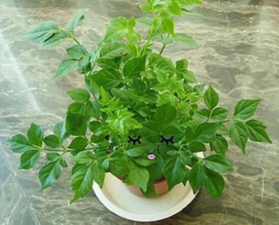 怎么防治幸福树长虫子,幸福树虫害怎么治